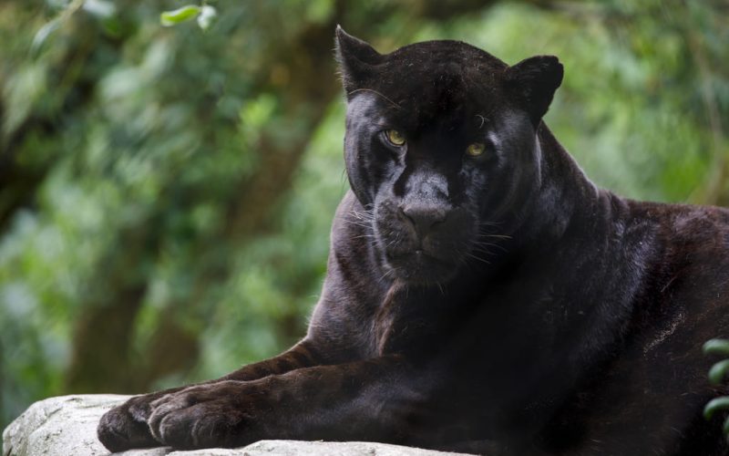 Max van Rijswijk’s approach to reducing human-cat conflict