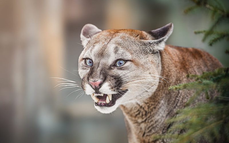 Why jaguars and pumas are vital to Panama’s biodiversity