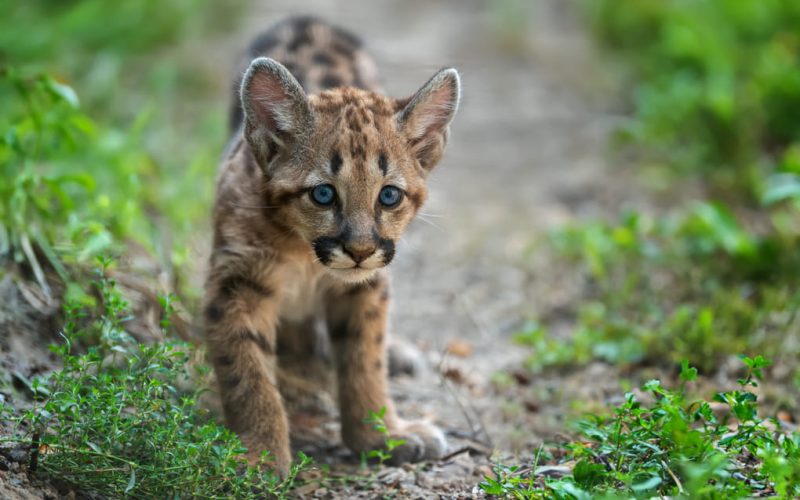Max van Rijswijk on the link between big cats and cultural heritage